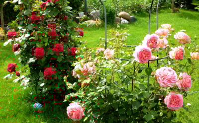 Пересадка роз в саду и дома: практические советы для долгой жизни кустов