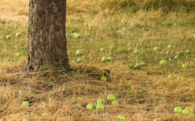 Опавшие фрукты — не безобидны: чем рискуют те, кто ест падалицу