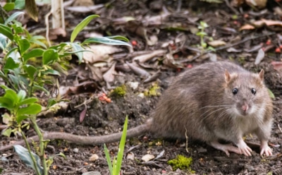 Крысиная атака участка: как распознать и остановить опасных грызунов до катастрофы