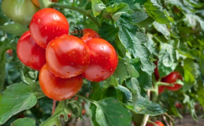 Зимний посев томатов: крепкие и здоровые помидоры — вы однозначно сэкономите силы