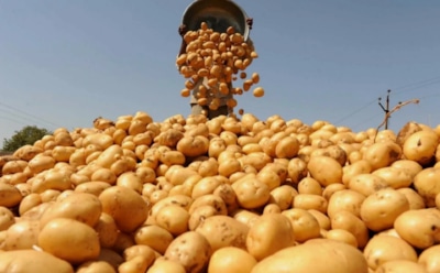 Запасы под угрозой: как не потерять картофель в погребе зимой