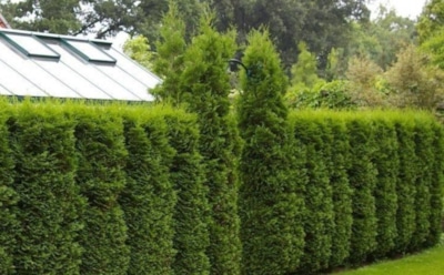 Живая изгородь, которой плевать на морозы: эти растения лучше любого забора