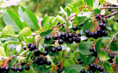 Чтобы рябина не потеряла пользу: собираем ягоды в правильное время