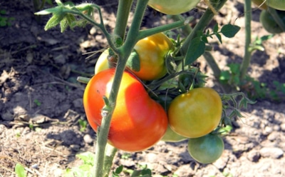 Если помидоры не поспевают: эти приемы  ускорят урожай и осенью