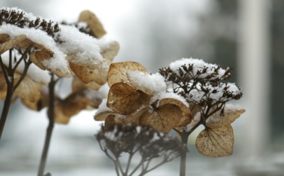 Увядшие цветы гортензий: срезать или оставить на зиму — избегайте ошибок