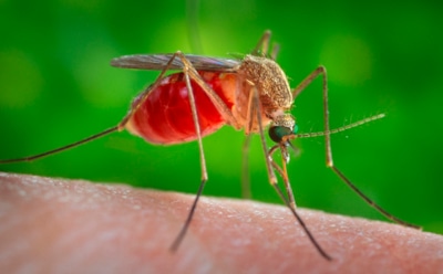 Выпил кружку — жди комаров: специалисты доказали связь пива с повышенным вниманием насекомых