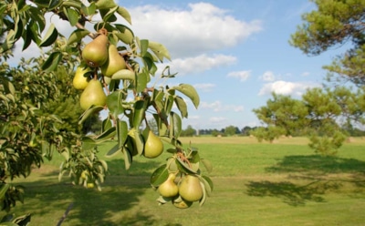 Подкормил яблоню и грушу осенью так — и на душе спокойно: подготовьте деревья к морозам