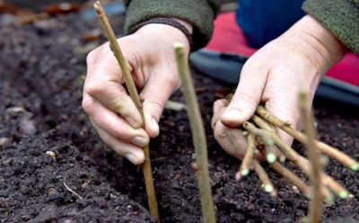 Не все побеги одинаковы: как выбрать черенки смородины — подробная инструкция