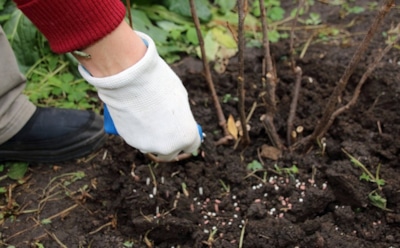 Не сажайте их осенью: эти деревья и кустарники точно не доживут до весны