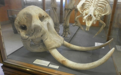 Сенсация в Турции: черепа древних слонов перевернули представления о доисторическом мире