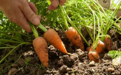 Не ждите весны: подзимний посев моркови — не допустите ошибок новичков