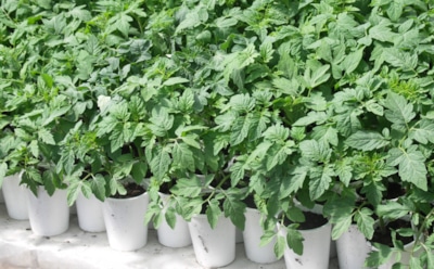 Хитрый трюк для размножения помидоров: черенкование томатов осенью — путь к урожаю в апреле