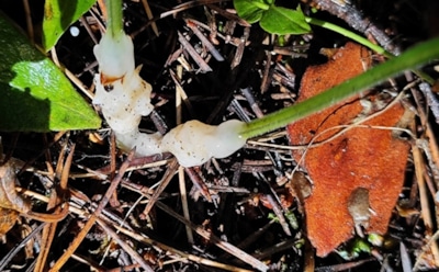 Желе из леса: в Сибири обнаружен гриб, двигающийся, словно нечто живое