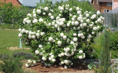 50 лет цветения: осенняя забота за калиной Бульденеж — жемчужины сада