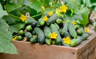 Грядку под огурцы готовим с осени: растительные остатки и удобрения помогут земле ожить к весне