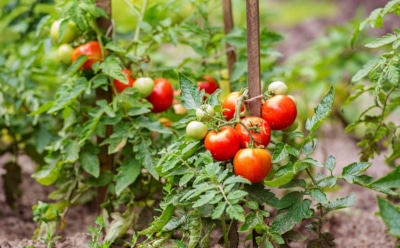 Спасаем томаты от осенней напасти: эти домашние средства защитят помидоры от грибков