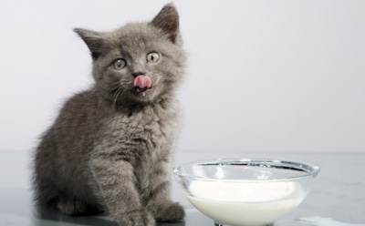 Лактоза против мурлыки: как выбрать молочные продукты, чтобы кошка осталась довольна