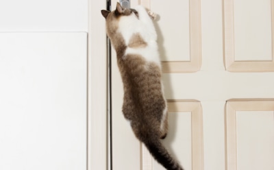 Патологическая ненависть к закрытым дверям: почему ваша кошка всеми лапами против