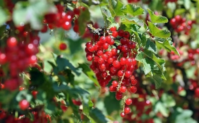 Осенью не поленишься — в новом сезоне смородиной объешься: проверенные советы для щедрого урожая ягод