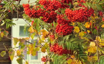 Красная рябина осенью: когда собирать ягоды и как хранить урожай