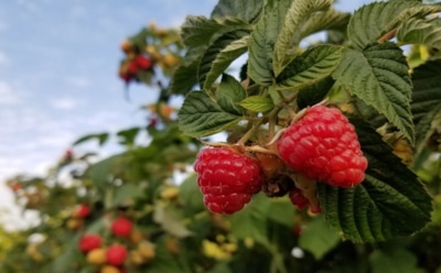 Моя малина не мерзнет и не сохнет: мульчирую осенью правильно — и ягоды растут крупными и сладкими