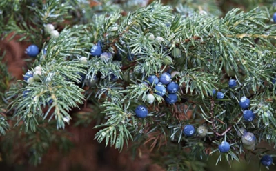 Мой можжевельник не боится морозов: секреты ухода осенью, чтобы кустарник не заболел