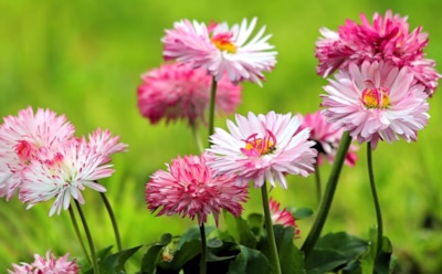 Осень не повод для уныния: эти цветы будут радовать сад до самых морозов