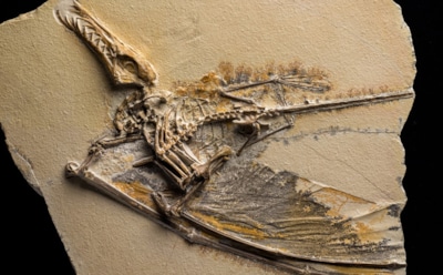 Древнейшее кладбище младенцев: ученые нашли останки жертв штормов юрского периода в известняках Германии