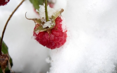Малина в снег не уйдет: методы, которые помогают дозреть ягодам даже после заморозков