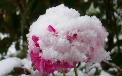 Герань зимой под защитой: простые способы укрыть растение от холода