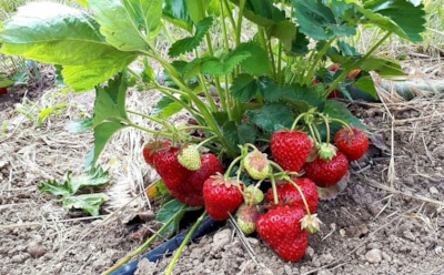 Урожай клубники под угрозой: главные ошибки осенней пересадки, которые губят сладкие ягоды