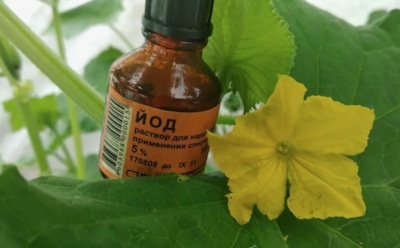 Фитофтора не вернется весной: копеечное средство из аптеки спасает огород