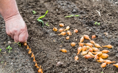 Если озимый лук не радует урожаем: главные ошибки, которые совершают даже опытные дачники