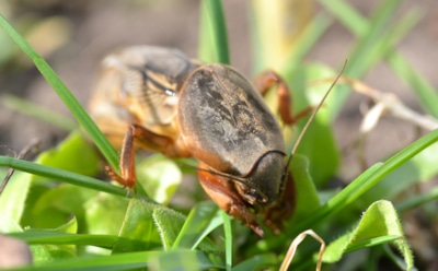 Осенняя атака на медведку: простые и действенные способы избавиться от вредителя на участке