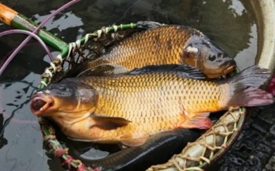 Рыба сама идет в садок: эта простая прикормка творит чудеса в холодной октябрьской воде