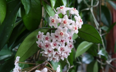 Даже в ванной и прихожей будет зелено: цветы, которым темнота только в радость