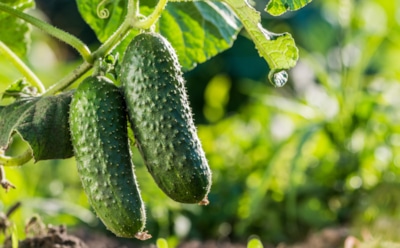 Огурцы покрылись пятнами: как спасти урожай от осенних болезней