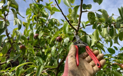 Ошибки осенней обрезки: какие растения не обойдутся без секатора, а какие лучше не трогать до весны