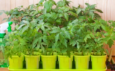Грядки зимой не нужны: черенки томатов превращаются в полноценные кусты в квартире