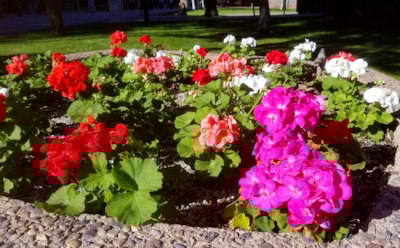 Герань без обрезки не зацветет: когда брать секатор и как спасти пышность куста