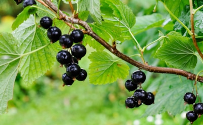 Смородину благодарят осенью: чем подкормить кусты для богатого урожая весной