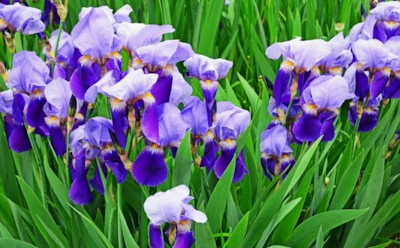 Садоводы забывают об этом: осенний уход за ирисами спасает от весеннего разочарования