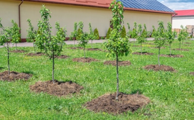 Октябрь на дворе — самое время взяться за лопату: что посадить сейчас, чтобы весной первым собрать урожай