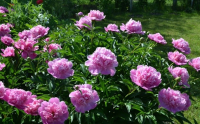 Осенью колдуем над пионами — в новом сезоне будем наслаждаться яркими красками: как подготовить цветы к зиме