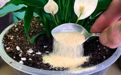 Не тратьте деньги на удобрения: комнатные цветы подкормят обычные продукты