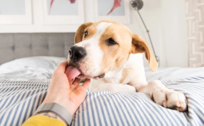 Любовь, тревога или болезнь: вот почему собака часто лижет вам руки