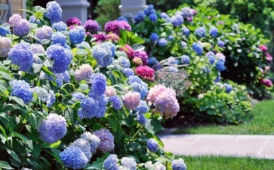 Чтобы гортензия не погибла зимой: простые правила осеннего ухода