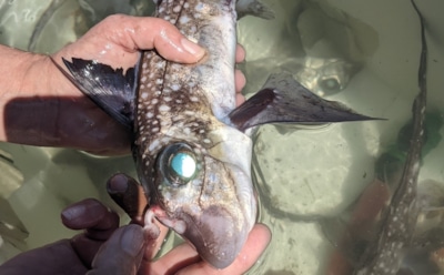 Рыбы-призраки снова поразили: ученые нашли зубы в неожиданном месте