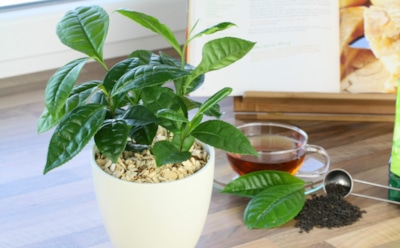 Угощение вместо удобрений: простой способ заставить орхидею зацвести