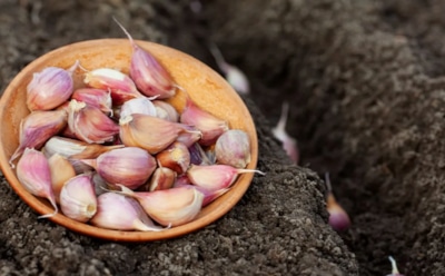 Готовьте мешки под рекордный урожай: хитрость перед посадкой чеснока
